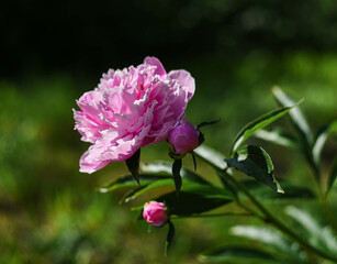 pink peony flower on a natural green background, summer sunny day
