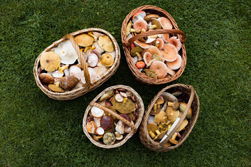 Four wicker baskets with mushrooms on green grass