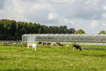 Obraz premium Greenhouses and grazing cows in the Bommelerwaard, the Netherlands.