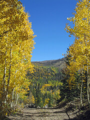 Fototapeta premium Birch trees in fall, mountain side