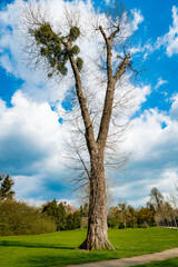 A Single Tree Standing Alone with Blue Sky and Grass.