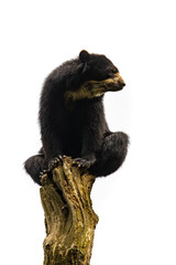 American Black Bear isolated on white background