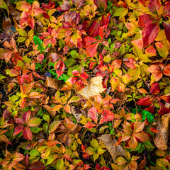  Autumn Pattern. Colorful autumn leaves