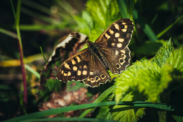 Close-Up Of Butterfly On Leaf