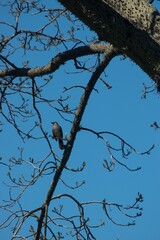 Pájaro en las ramas de un árbol