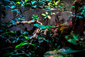 Green Lizard  Sitting On A Branch