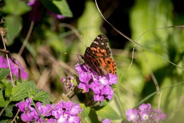 Mariposa sobre una flor lila