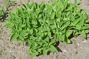 Sage is sticky (Salvia glutinosa L.). Young leaves in spring