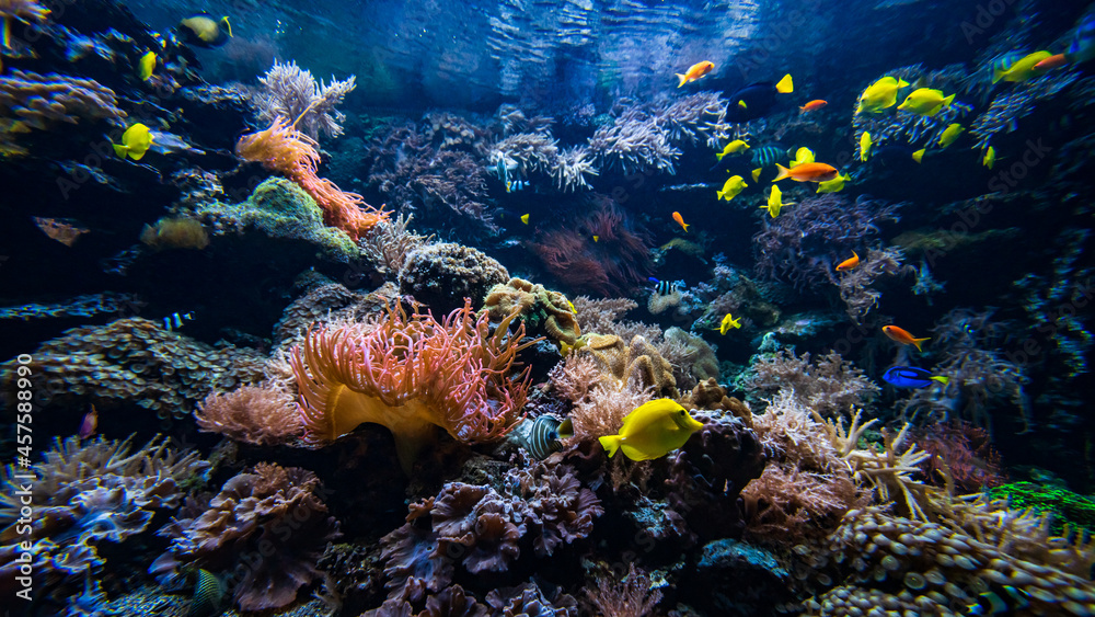 Wall mural Underwater view of the coral reef