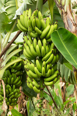 Eine Bananenstaude h&auml;ngt inmitten einer Plantage in Indien.