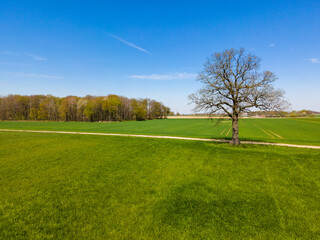 Field, Tree And Blue Sky