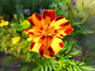 marigold (in german Studentenblume also Samtblume) Tagetes