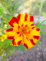 marigold (in german Studentenblume also Samtblume) Tagetes