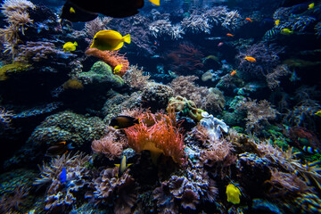 Coral colony and coral fish.  Underwater view