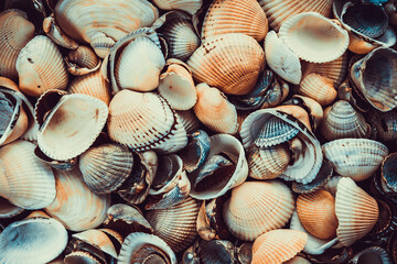 variety of sea shells from beach