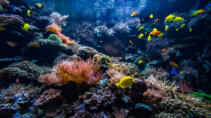 Naklejka na ściany i meble Underwater view of the coral reef