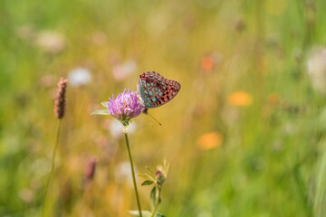 Spring meadow with flowers on which are insects and small butterflies.