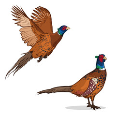 Colorful pheasants. Vector illustration of a pheasant isolated on a white background. - obrazy, fototapety, plakaty