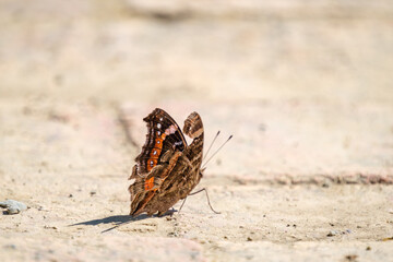 Butterfly with a broken wing yet still able to fly freely