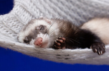 Fototapeta na wymiar The little ferret rest in his home