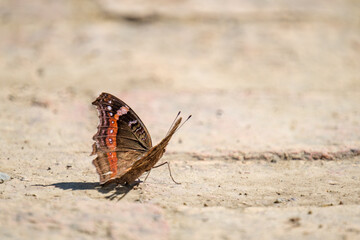 Butterfly with a broken wing yet still able to fly freely