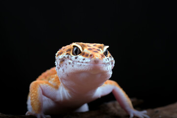 leopard gecko on a log