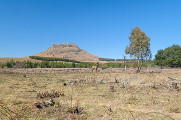 Mature horses among the mountains and farmlands in South Africa