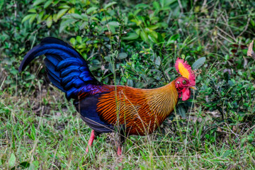 Junglefowl, Gallus lafayettii, wild roster in Sri Lanka island