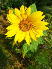 yellow flowers in the garden