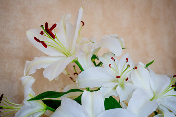 White lilies close up. Large stamens of lilies.