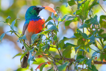 Sunbird perched in a tree, suckling on a flower to gain it's  sweet nectar