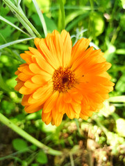 marigold or calendula (in german Ringelblume) Calendula officinalis