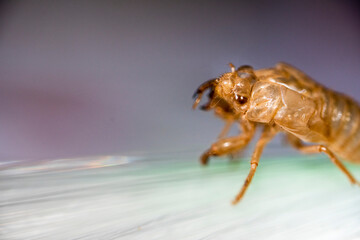 Cicada skin after a change of body wrap that is exposed in the nature of the forest