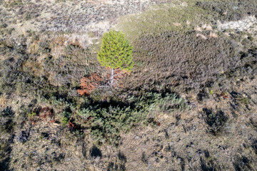 Drone images of the beautiful Hogsback forests, as to where forestry. takes place