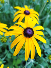 orange coneflower also coneflower (in german Gewöhnlicher Sonnenhut also Leuchtender Sonnenhut) Rudbeckia fulgida