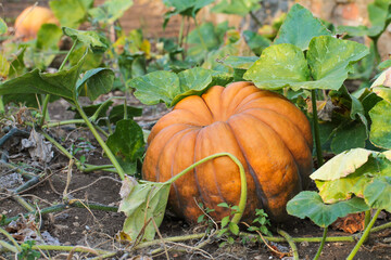 Ripe orange pumpkin on the field. Harvesting.