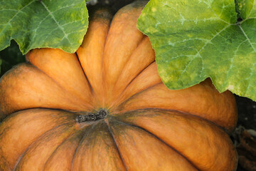 Ripe orange pumpkin with two green leaves. 