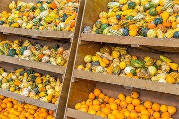 Pumpkins at the farmers' market in Germany.