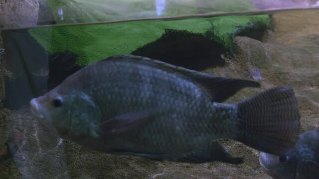 blue cichlid in the aquarium close-up