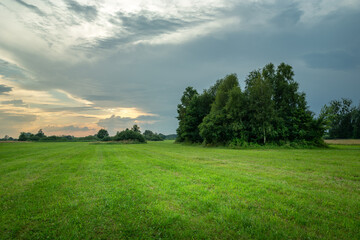Green meadow with trees and cloudy evening sky
