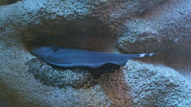 Black ghost knife fish in aquarium