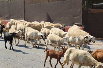 Nice flock of sheep and goats led by the shepherd through roads and highways to the fields to graze - Powered by Adobe
