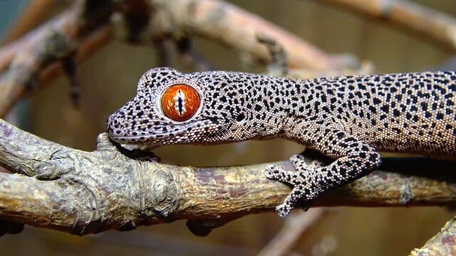 Golden-tailed gecko (Strophurus taenicauda), lizard sitting on a tree branch