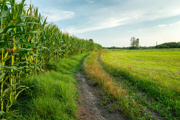 Fototapeta na wymiar Dirt road next to the corn field