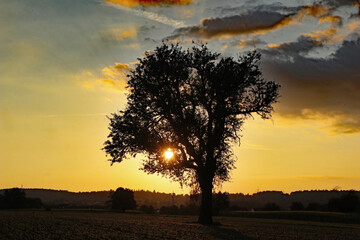 Baum am Abend