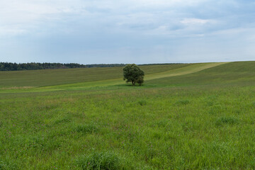 A lonely tree in the field. Summer day, cloudy. In the middle of the field is a strip of mown grass. In the distance, you can see the forest. In the foreground is a meadow with flowering clover.