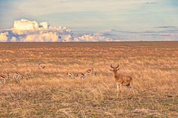 Naklejka na ściany i meble Tanzania, Serengeti park – Antelope Impala.