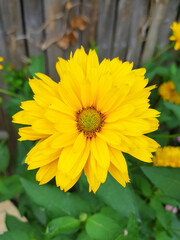 yellow flowers in the garden