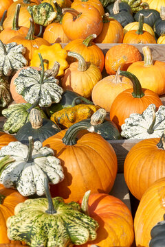 Gourds for sale at a farmers market in autumn. Various types, sizes and varieties of gourds. Vertical image.