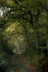 Fantasy green road to magic dark fairy tale forest.
